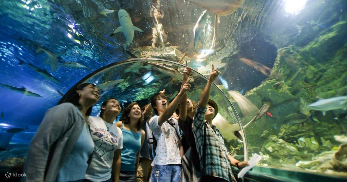 Aquarium Visitors Background